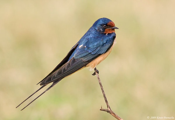 Barn Swallow Hirundo Rustica All About Birds